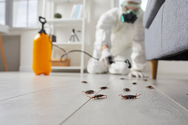 Commercial Rodent Management in Bellport